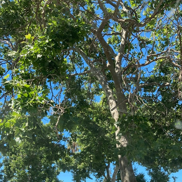 Meet your Posher, Cori - Picture 1 of 1